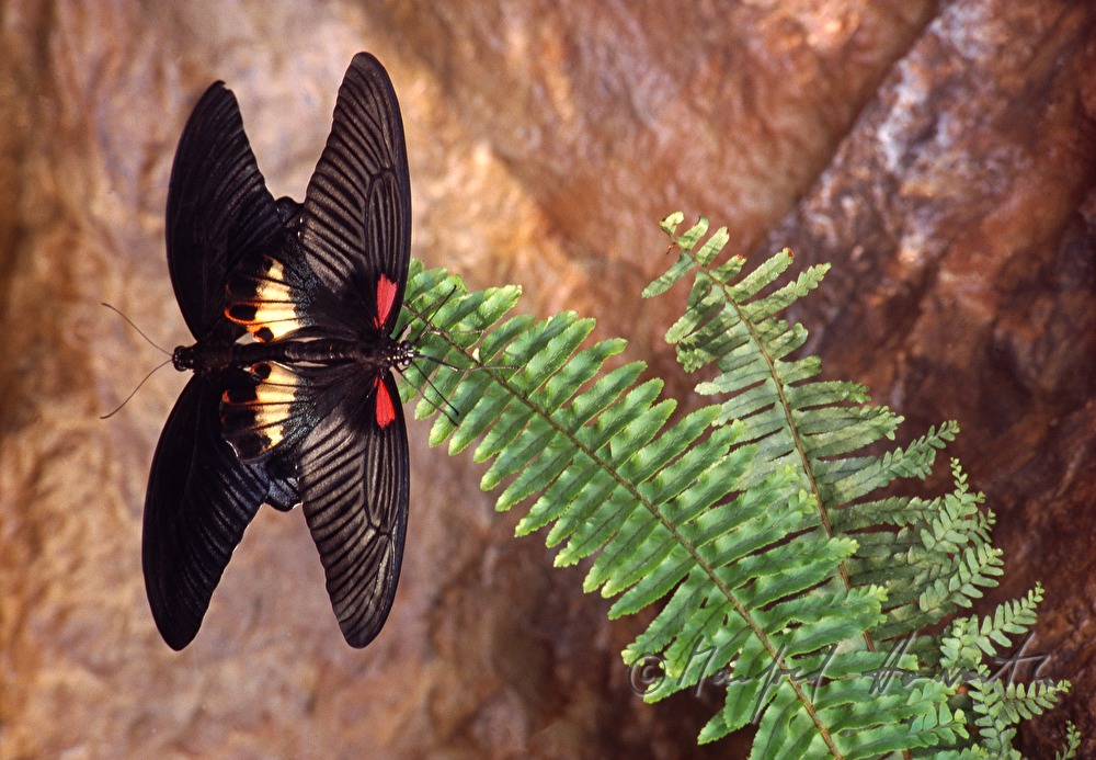 Schmetterling auf einem Farn