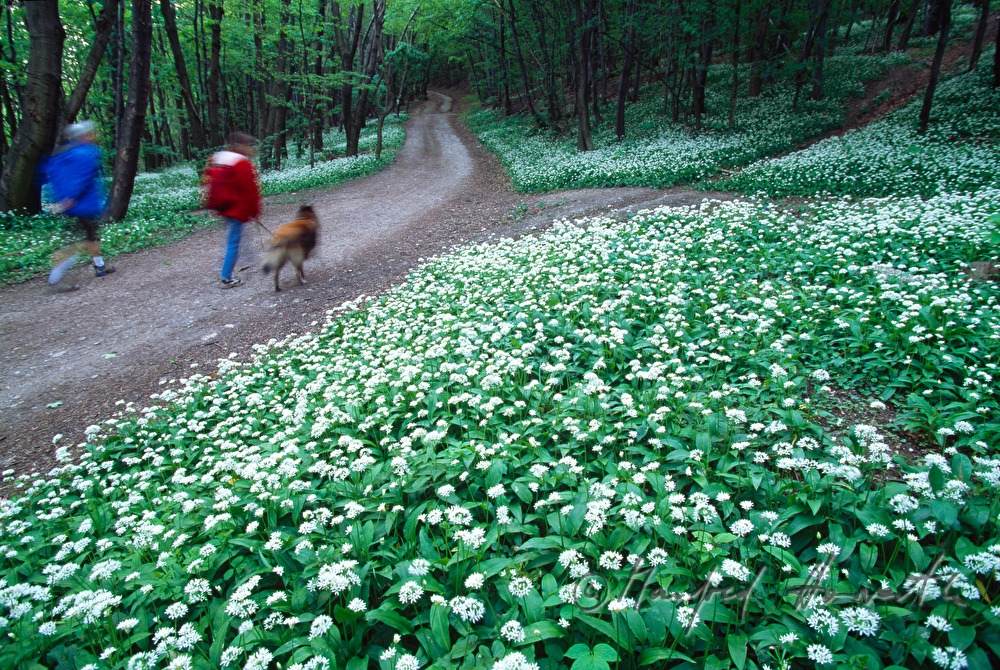 blühender Bärlauch und Spaziergänger