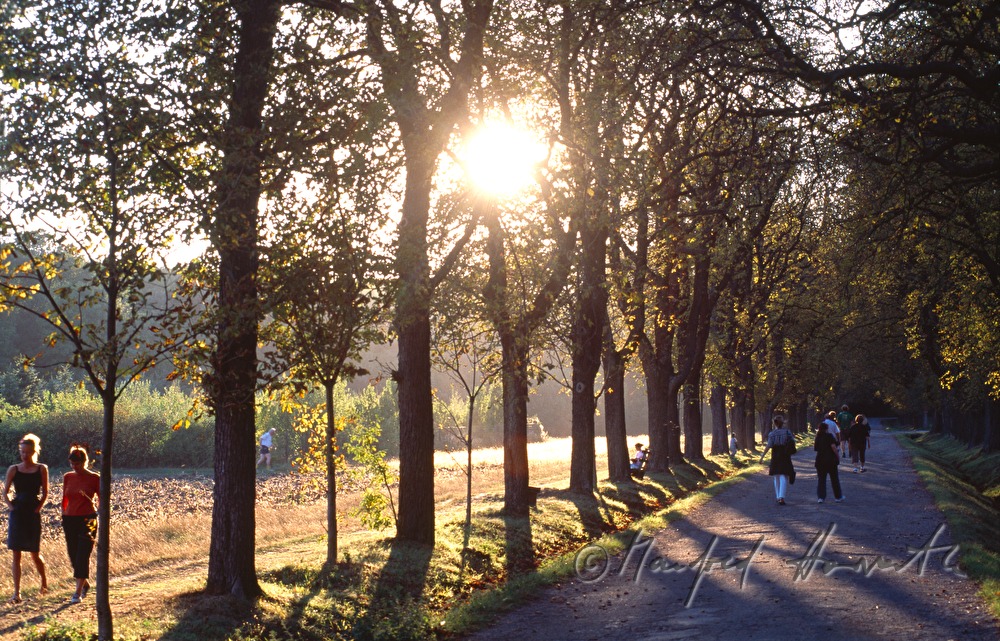 Spaziergänger auf einer Allee im Park