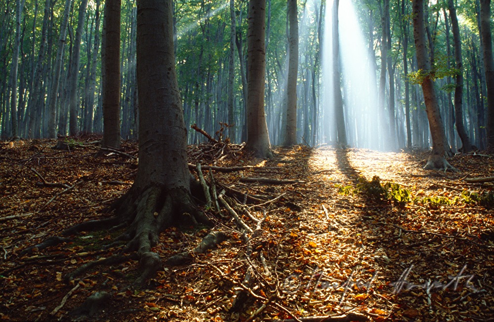Sonne scheint durch den Morgendunst im Buchenwald