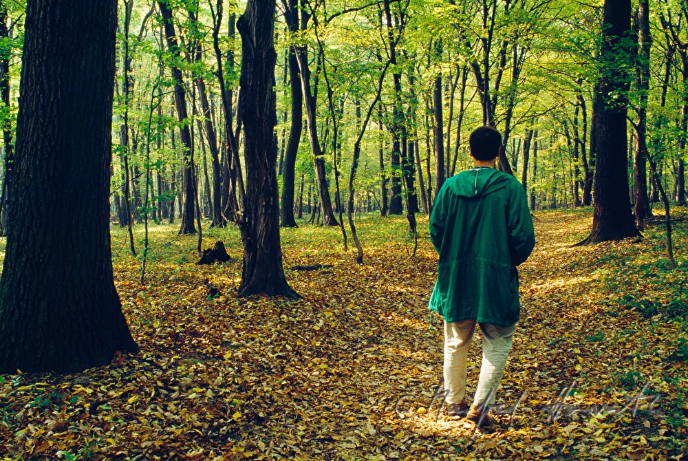 Spaziergänger im herbstlichen Buchenwald