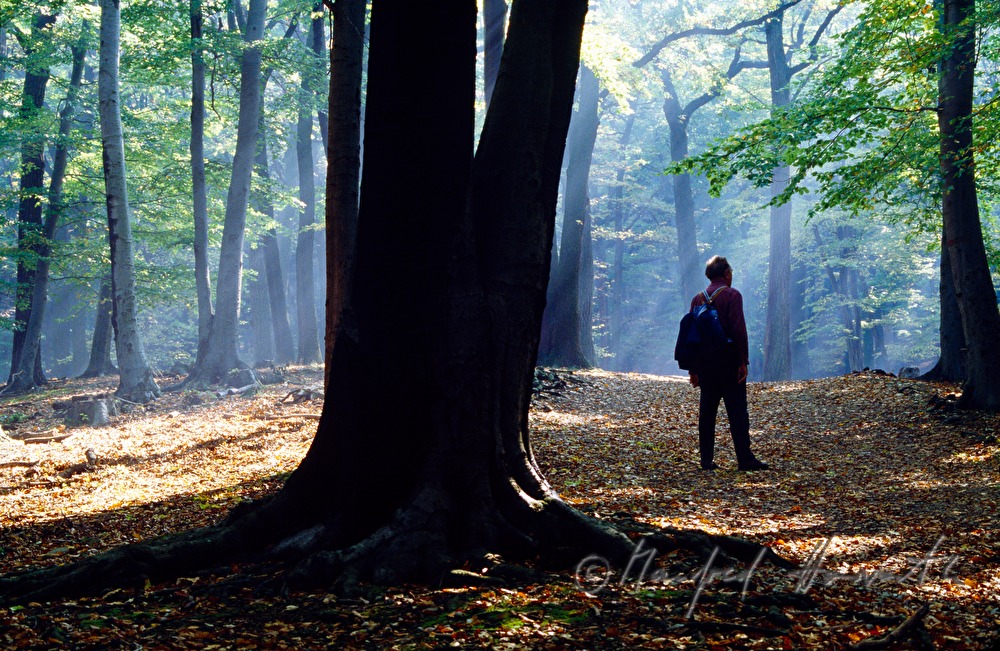 Spaziergänger im herbstlichen Buchenwald