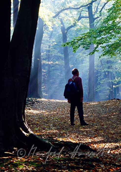 Spaziergänger im herbstlichen Buchenwald