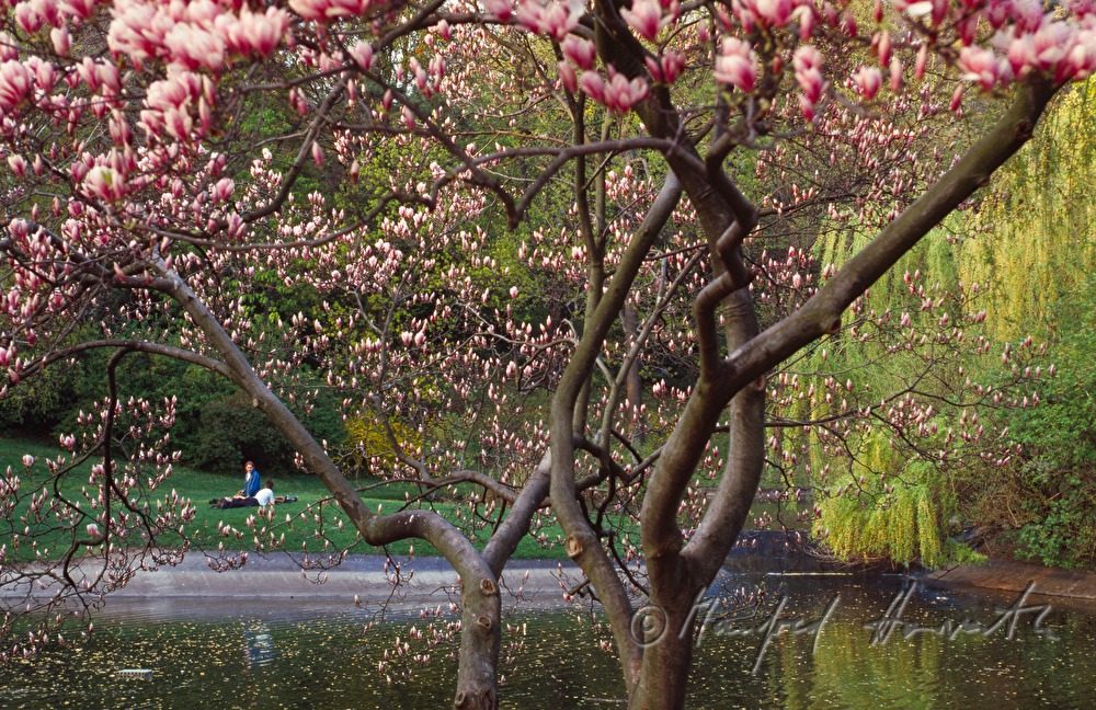 blühender Magnolienbaum beim Teich
