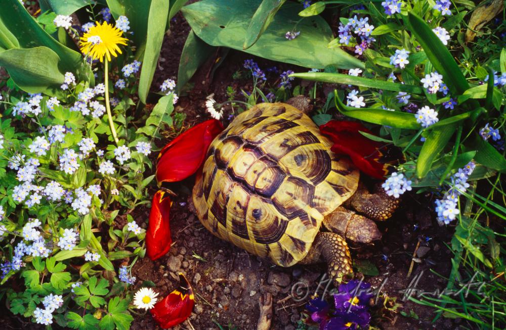 Schildkröte in einem Kleingarten