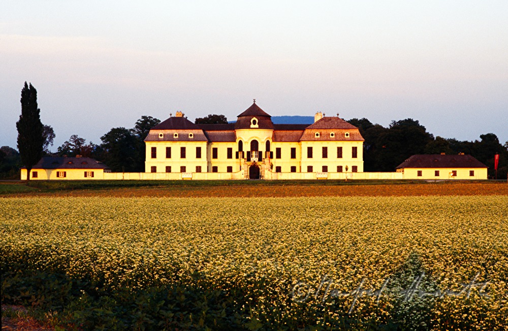 Marchfeld-Schloss Niederweiden und Kartoffelfeld