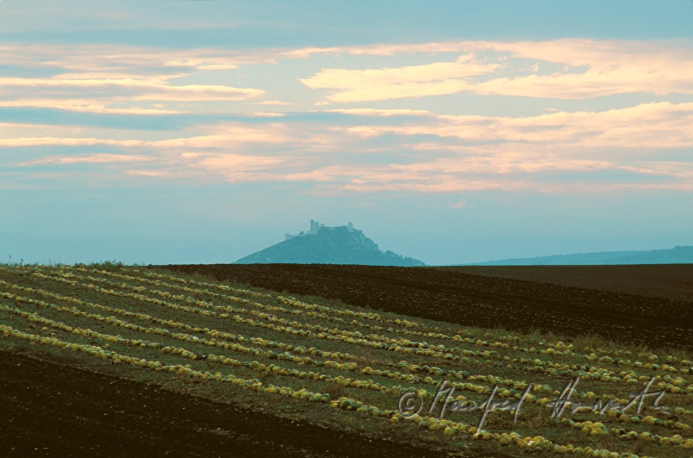 Staatz, Kürbisfeld, Kalkklippe