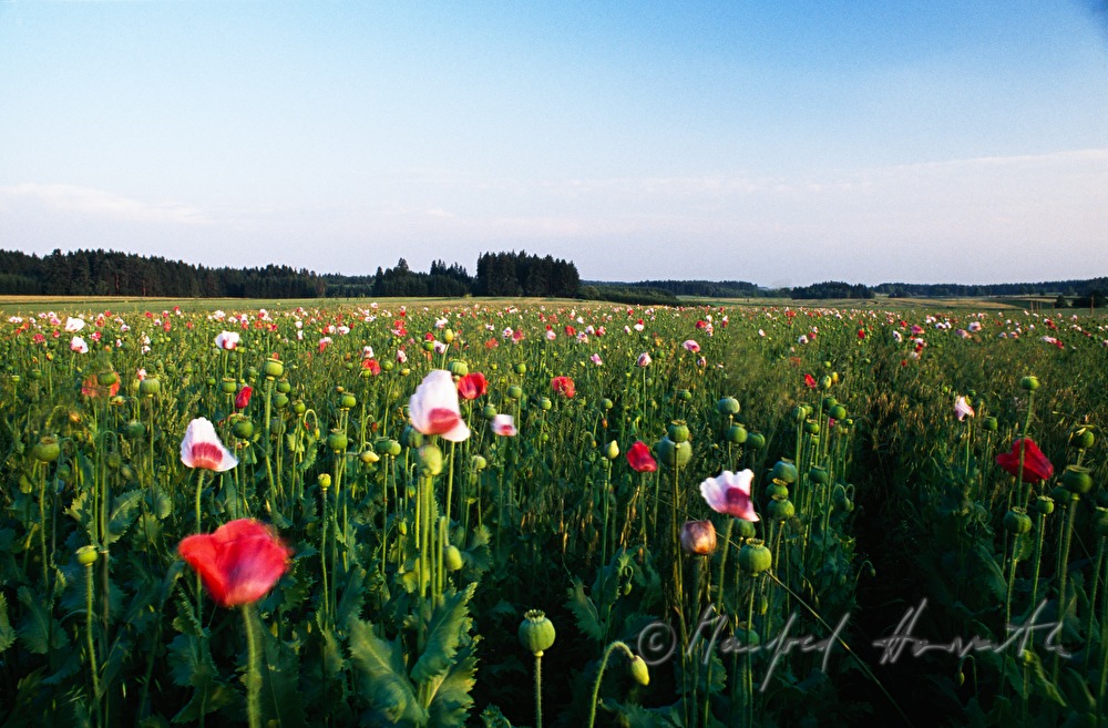 blühendes Mohnfeld im August