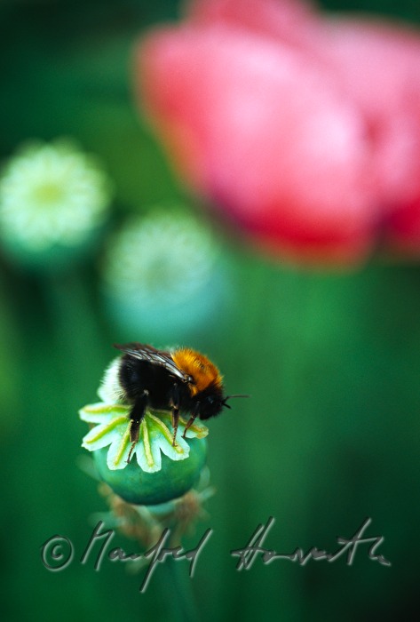 Mohnblüte mit Hummel
