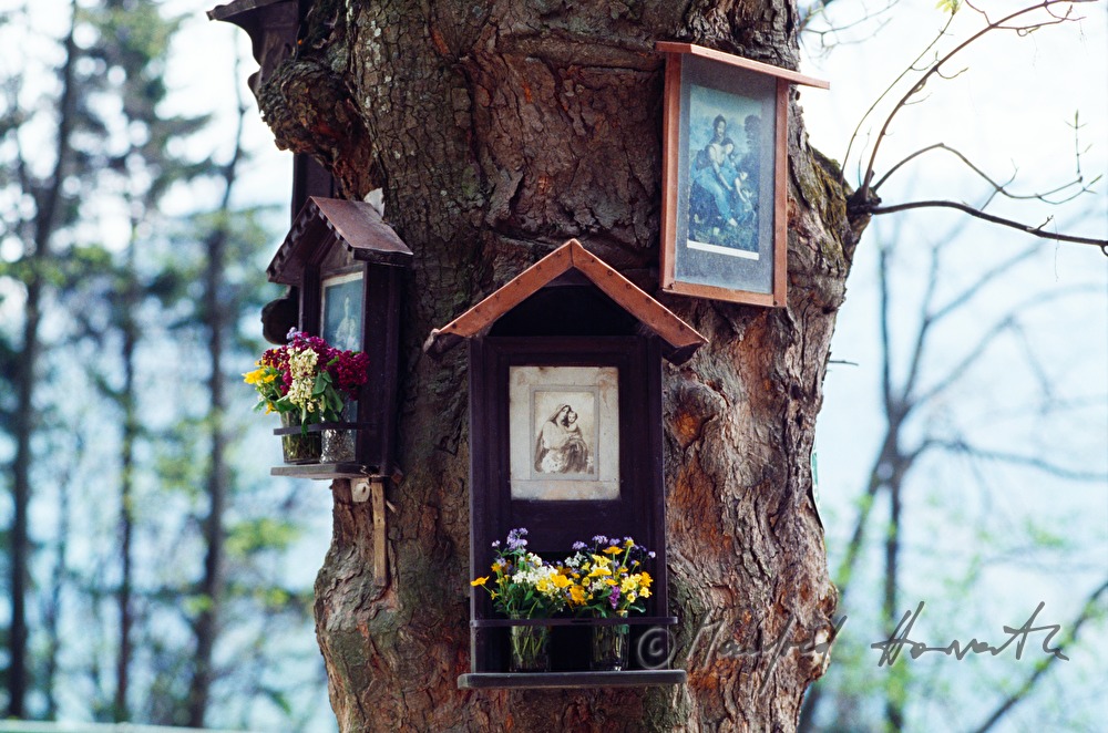Heiligenbilder an einem Baum beim Südbahnhotel