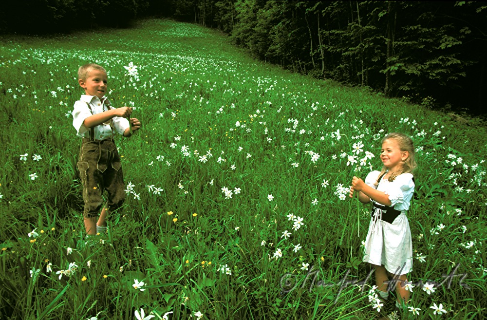 Kinder in Narzissen-Wiese