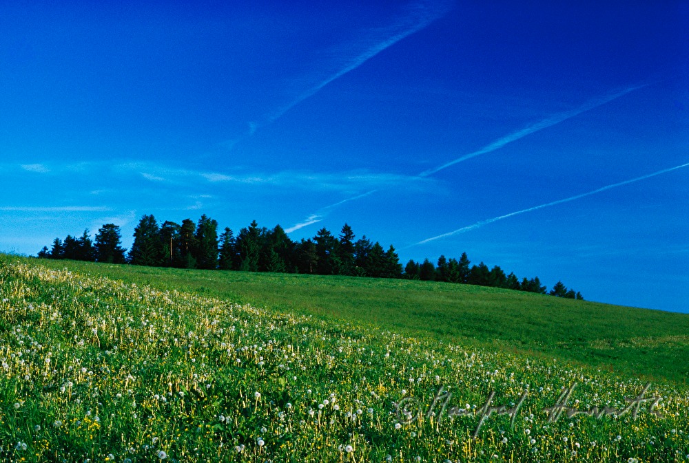 Wiese im Frühling