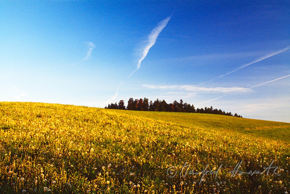 Wiese im Frühling