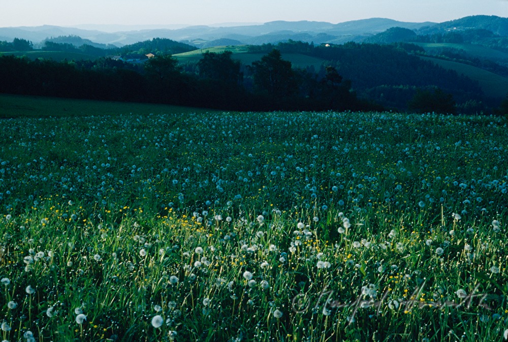 Wiese im Frühling