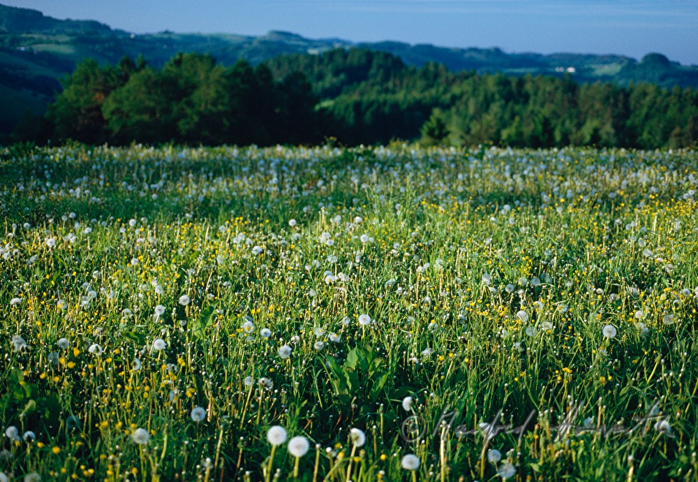 Wiese im Frühling