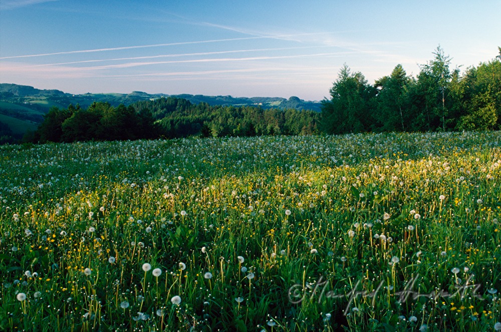 Wiese im Frühling