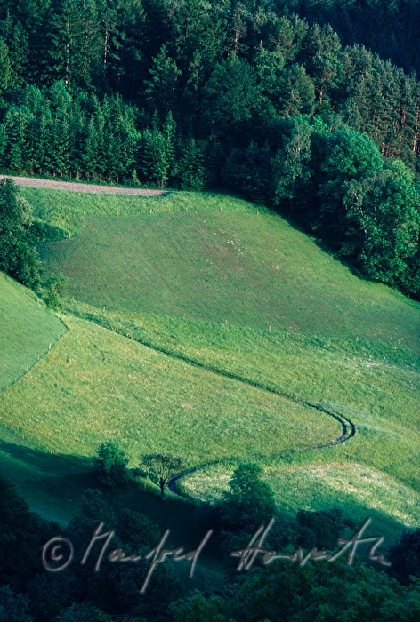 Wald und Wiesen
