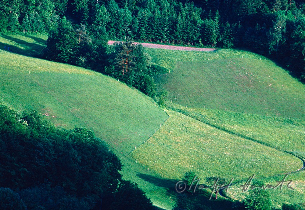 Wald und Wiesen