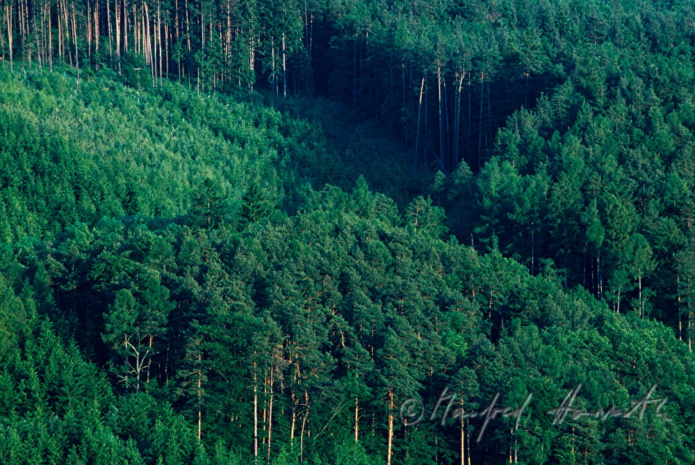 Wald mit Nadelbäumen