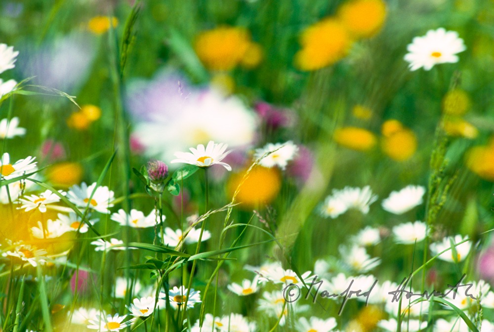 Wiese im Frühling