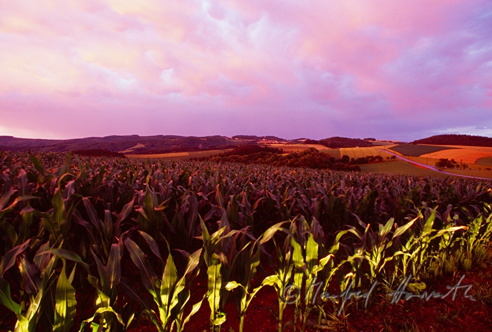 Maisfeld, Abenddämmerung