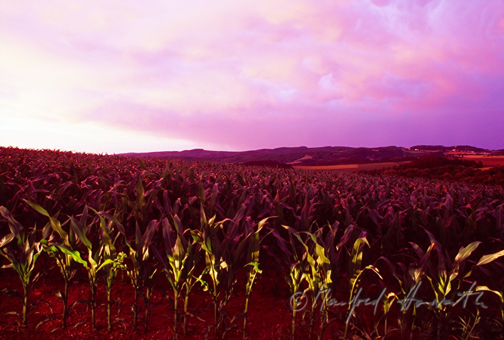 Maisfeld, Abenddämmerung