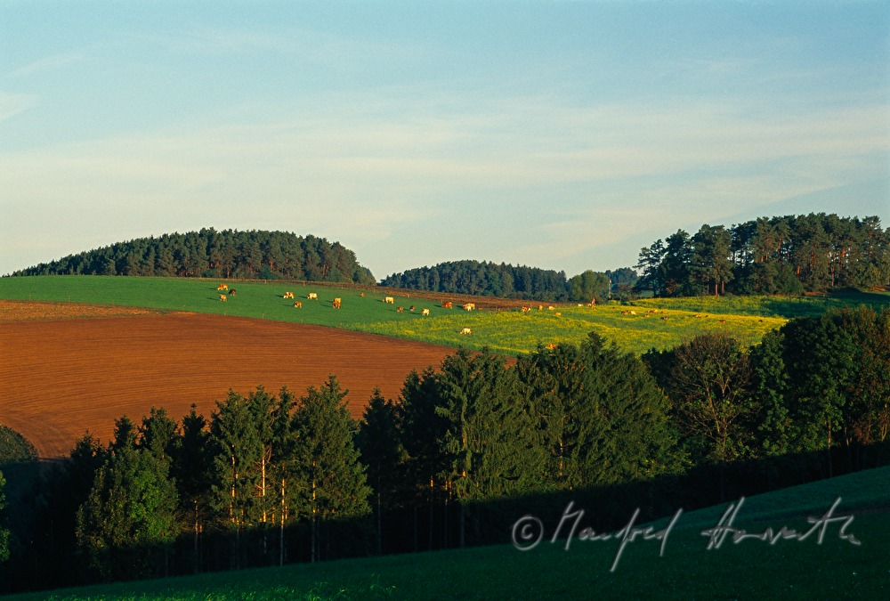 Wald und Weide mit Kühen