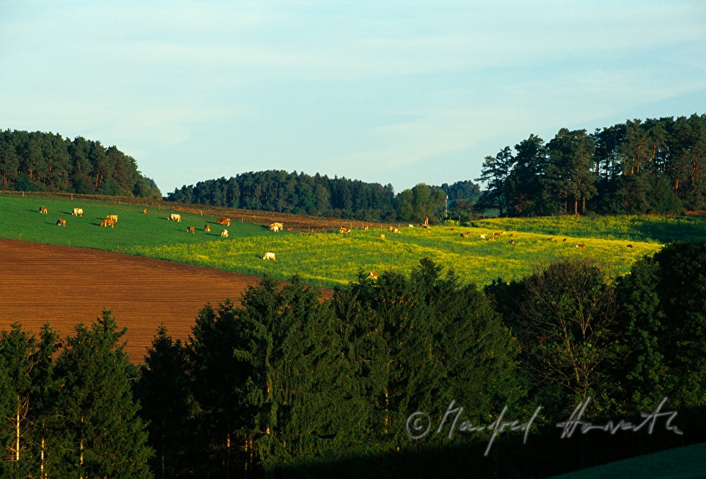 Wald und Weide mit Kühen
