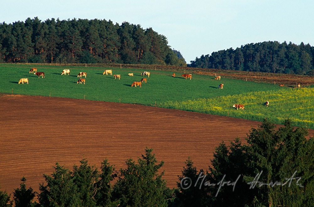 Wald und Weide mit Kühen