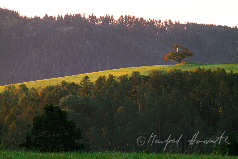 Baum mit Hochstand hügeliger Landschaft