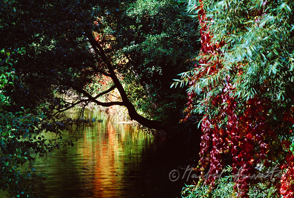 dichte Vegetation am Ufer des Kamp