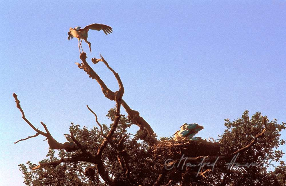 Storchennest auf Eiche, Weisstörche