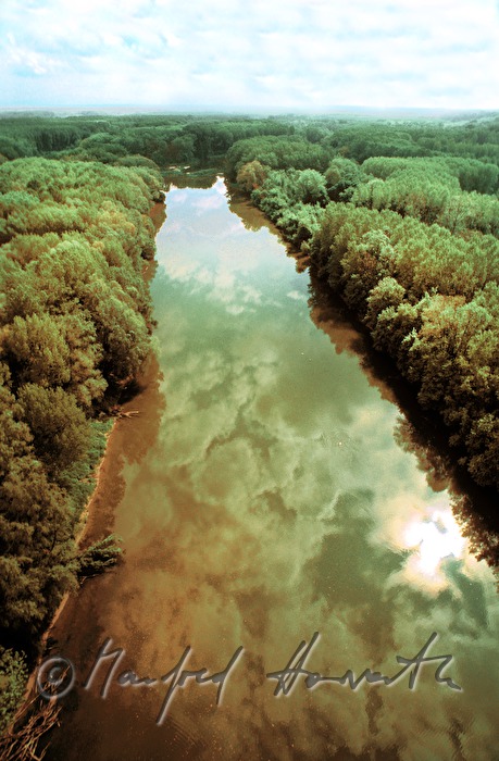 Donau-Altarm, Schwarzpappel-Wald