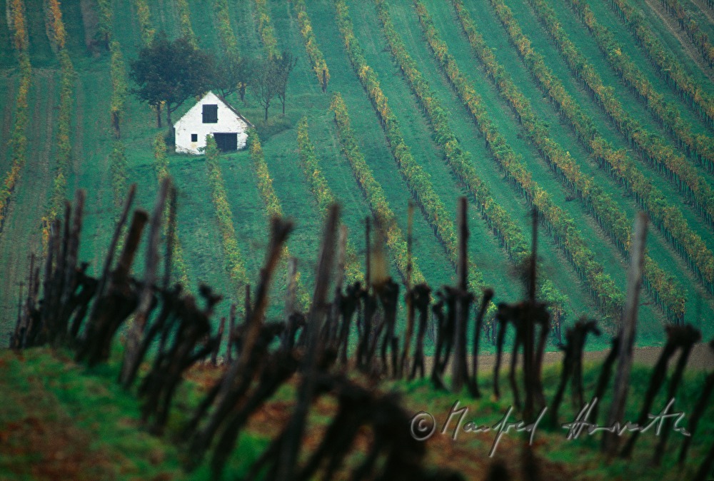 einzelner Weinkeller in einem Feld