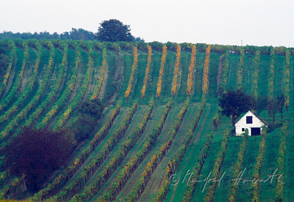 einzelner Weinkeller in einem Feld