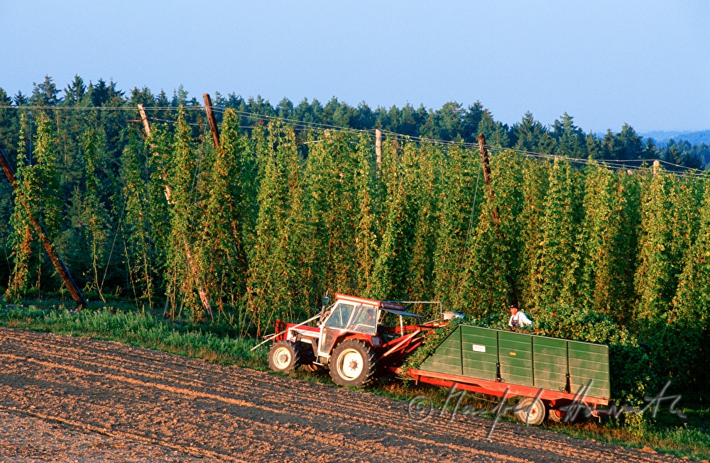 Bauer inspiziert die Hopfen-Plantage