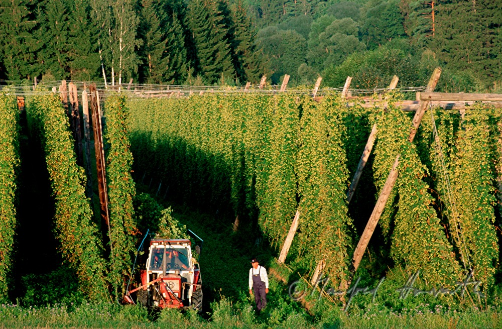 Bauer inspiziert die Hopfen-Plantage