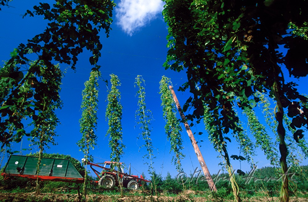 Bauer inspiziert die Hopfen-Plantage