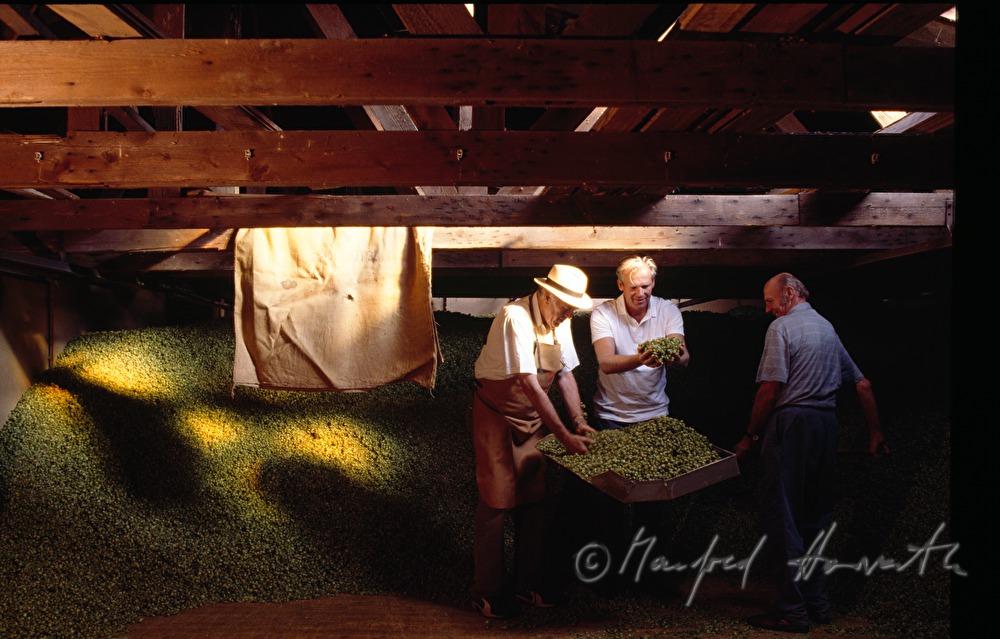 Bierbrauer KArl Schwarz Vater und Sohn in der Hopfen-Scheune