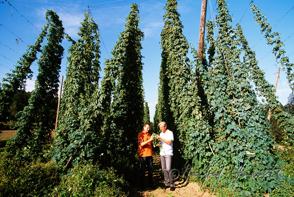 Brauereibesitzer und Braumeister bei der Hopfen-Qualitätskontrolle