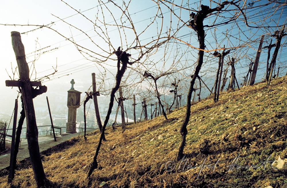 Weinriede Schwarzes Kreuz