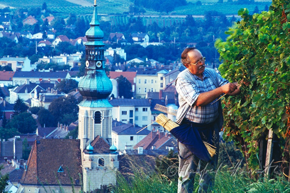 Weinbauer beim Rebenbinden