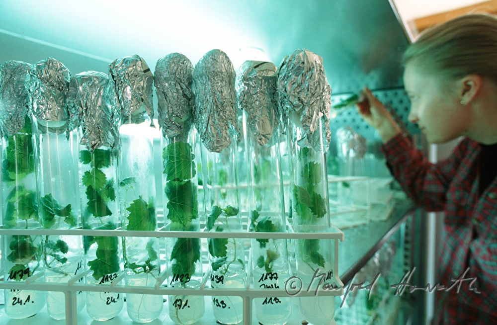 Weinbauschule, Biotschnologie Labor, in vitro-Weinpflanzen