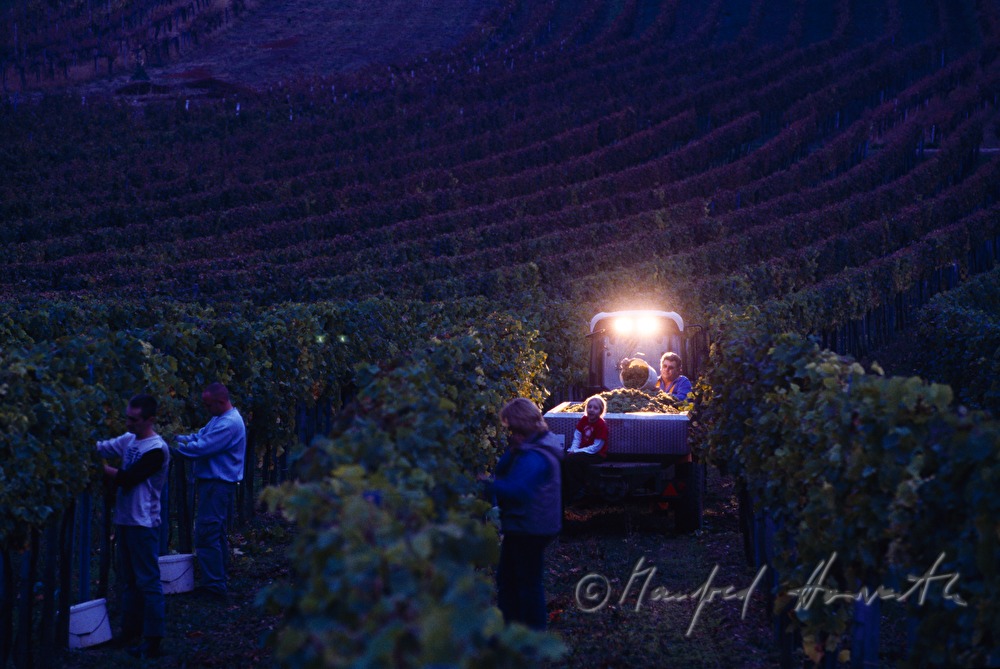 Weinlese in den Abendstunden
