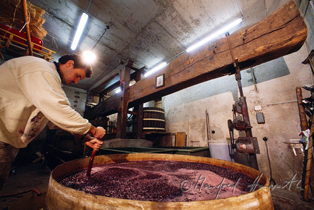 Weingut Breitenecker, Rotwein-Produktion