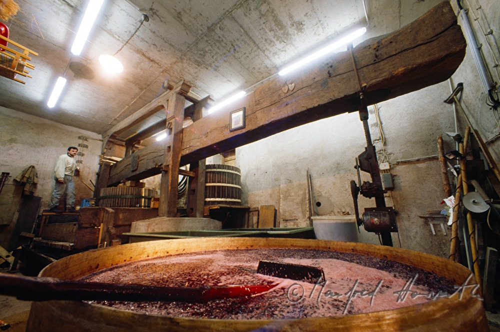 Weingut Breitenecker, Rotwein-Produktion