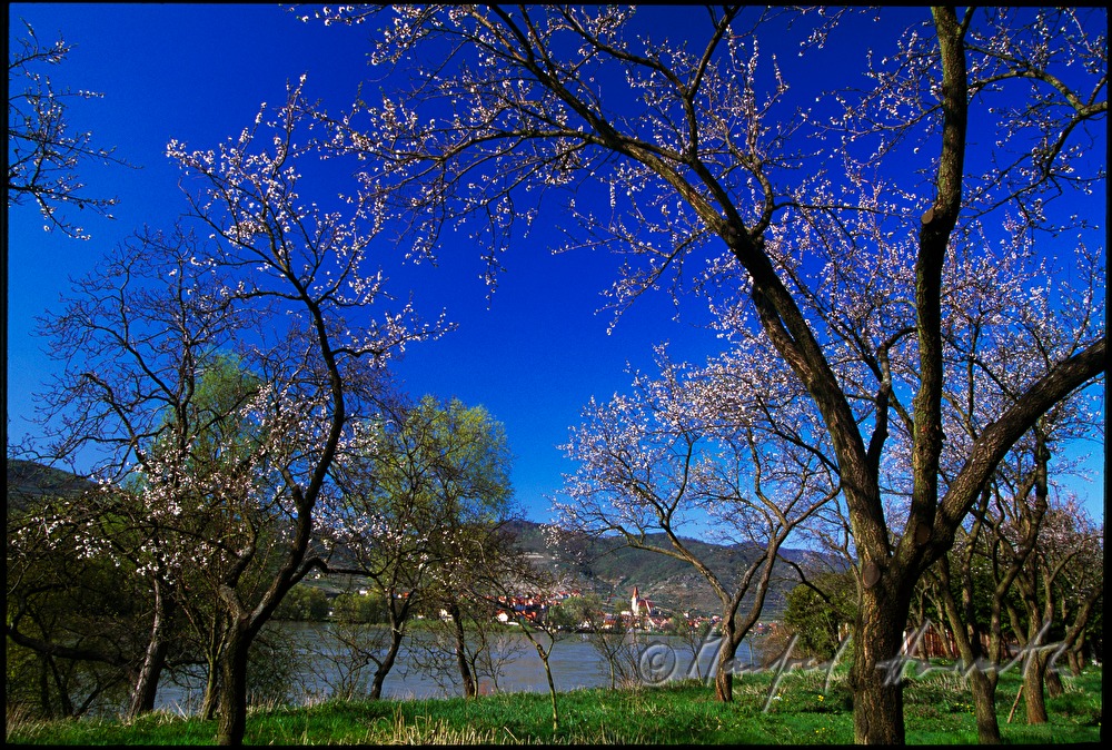 blühende Marillenbäume und Donau