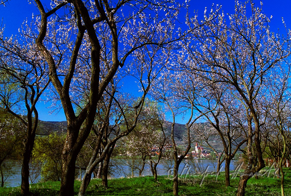 blühende Marillenbäume und Donau