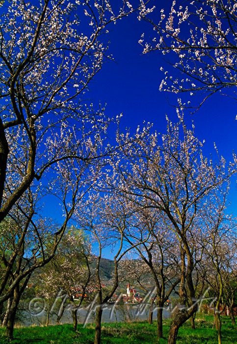 blühende Marillenbäume und Donau