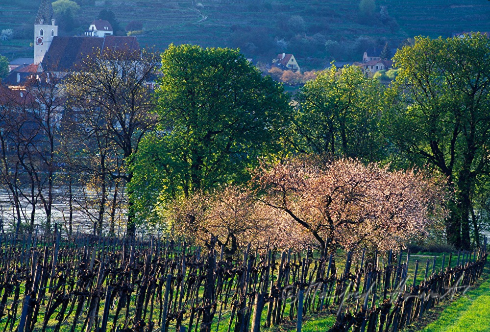 blühende Marillenbäume im Weingarten